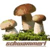 Schwammerl