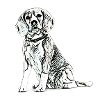 beagle
