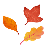 Autumn leaves
