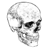 Skull skull pirate death