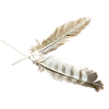 Two feathers