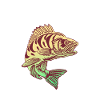 Perche murmure poisson drôle