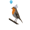 Bird robin bird celebrates birthday