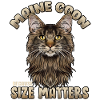 Maine Coon Chat