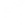 Deux strausses