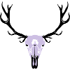 Deer skull and antlers