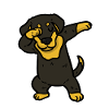 Chien Dachshund Dachshund
