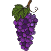 grapevine