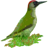 woodpecker