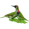 woodpecker