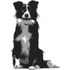 Border collie silhoette