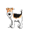 Woof Foxterrier - Foxterrier Drahthaar - Hund