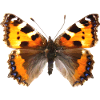 Papillon petit renard (Aglaiis urticae)