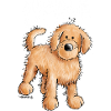 Woof Doodle - Goldendoodle - Gift
