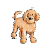 Doodle Dad - Goldendoodle - Dog