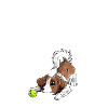 The cutest Kooiker