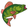 Green Fish with Pink Fins