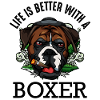 boxer