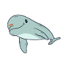 dolphin