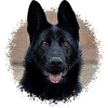 Schwarzer Schäferhund