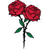 roses flowers