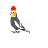 Cockatiel Christmas Gift