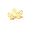 autumn leaf