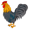 Rooster - design