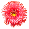 Rosa Blume Gerbera