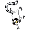 Funny Lemur Monkey from Madagascar