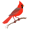Cardinal