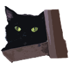 black cat
