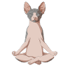 Sphynx Cat