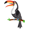 toucan