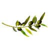 olives