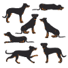 Beauceron Selection