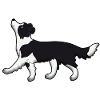 Obedience Border Collie