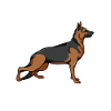 German shepherd