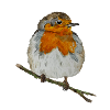 Rotkehlchen