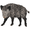 boar