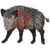 boar