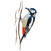 Great spotted woodpecker