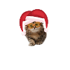 Christmas Cat Merry Christmas