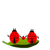 marienkaefer