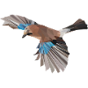 Jay