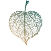 Linden leaf