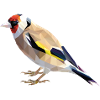 Painted finch
