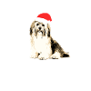 Woof Woof Woof Havanese Christmas