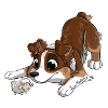 The cutest Australian Shepherd