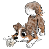 The cutest Australian Shepherd